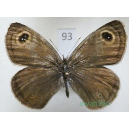 Ypthima huebneri Kirby, 1871 China93